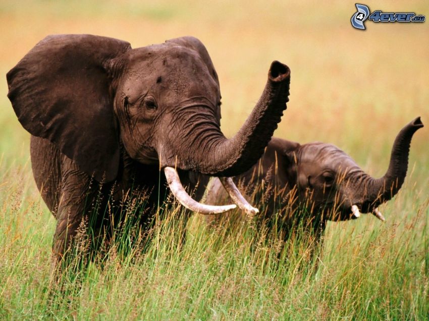 Słonie, młode, wysoka trawa