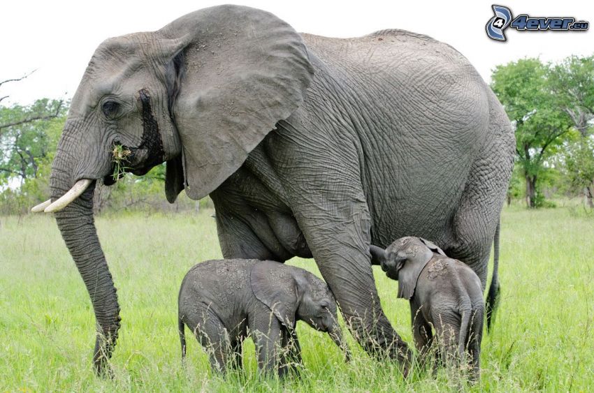 Słonie, słoniątka