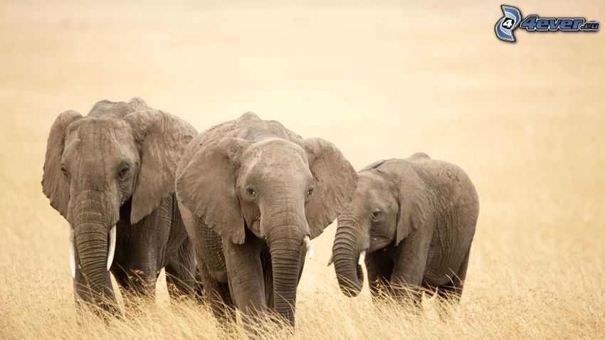 Słonie, sucha trawa