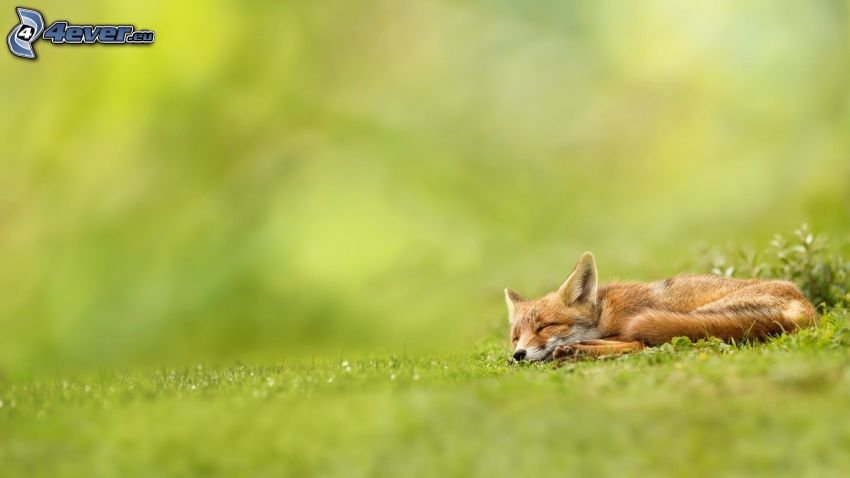 śpiący lis, trawnik
