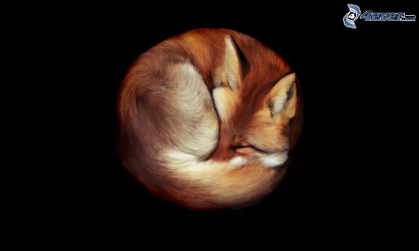 śpiący lis
