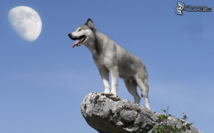 szczeniak Husky, skała, Księżyc