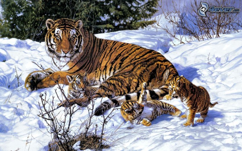 tygrys, małe tygrysiątka, śnieg