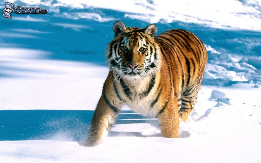 tygrys, śnieg