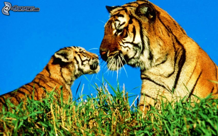 tygrysy, młode, trawa