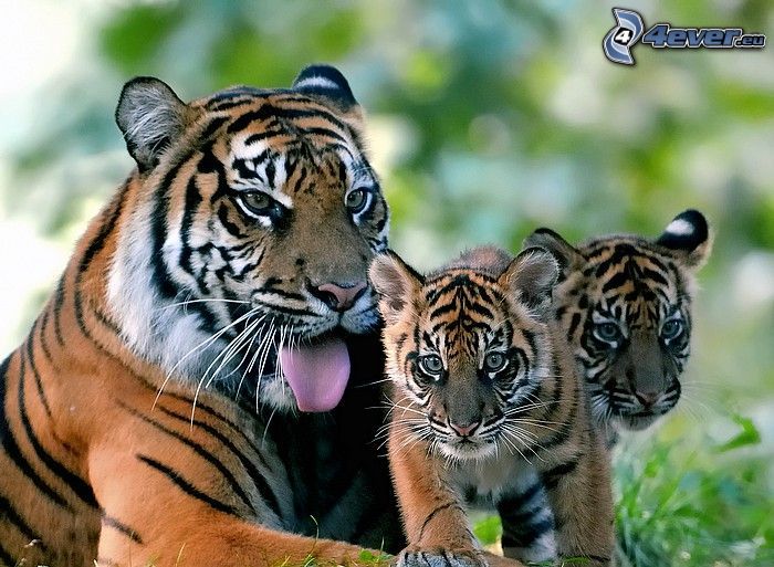 tygrysy, młode