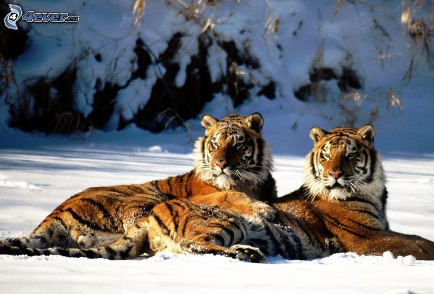 tygrysy, śnieg