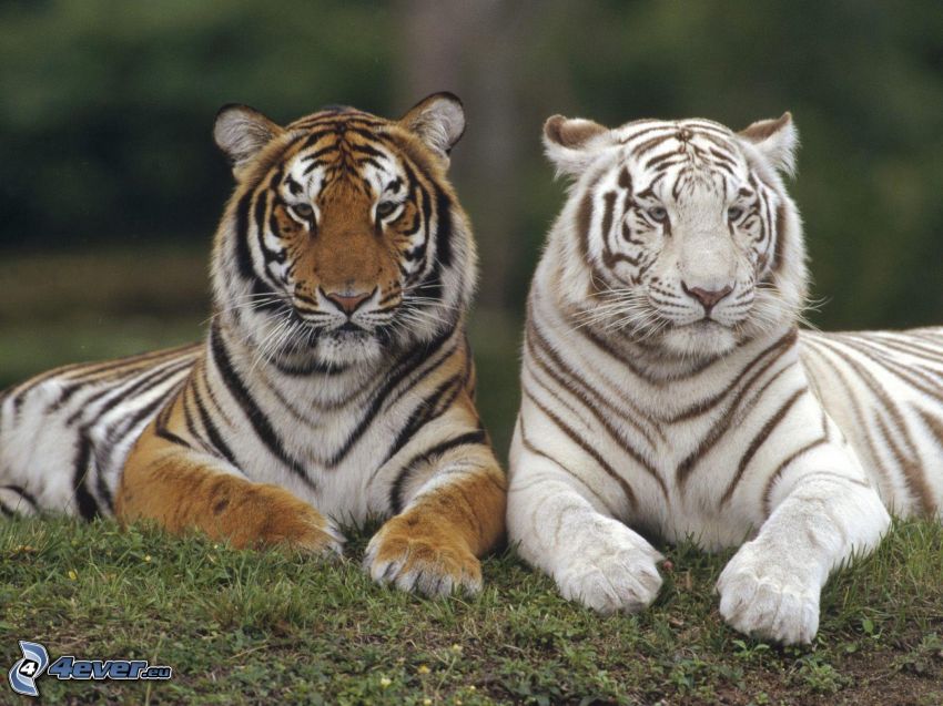 tygrysy, tygrys, biały tygrys