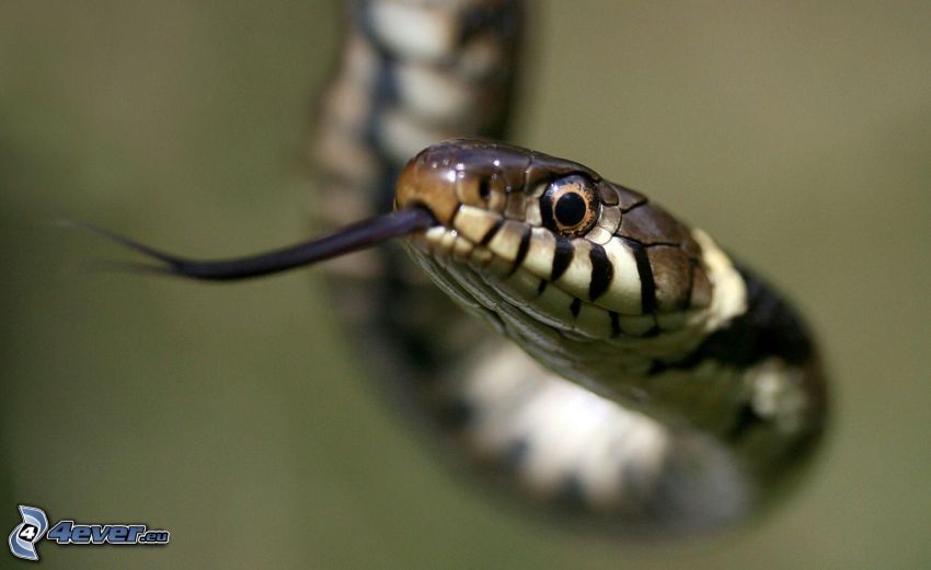 wąż, wystawiony język