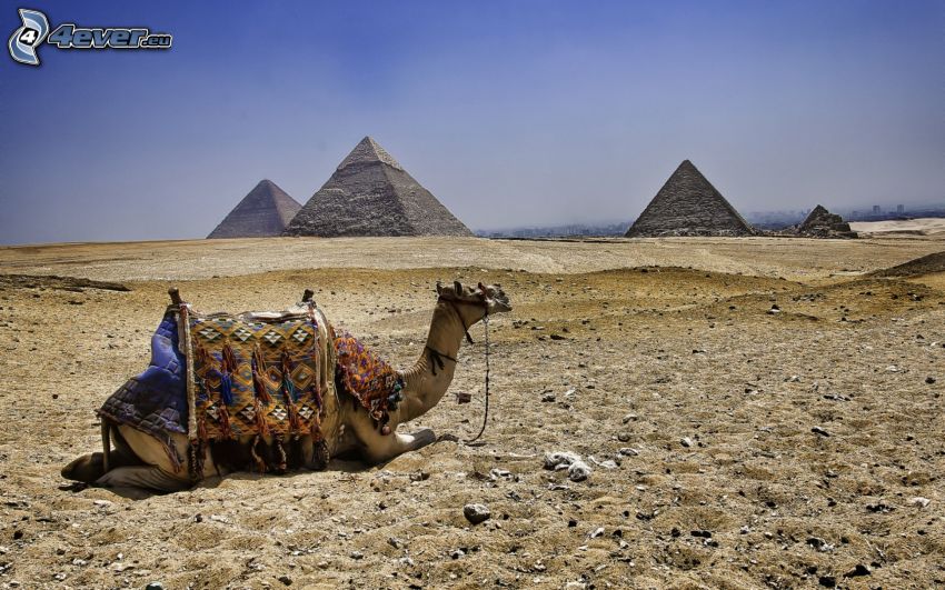 wielbłąd, piramidy