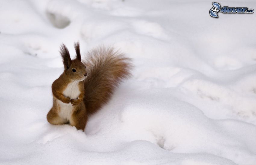 wiewiórka na, śniegu