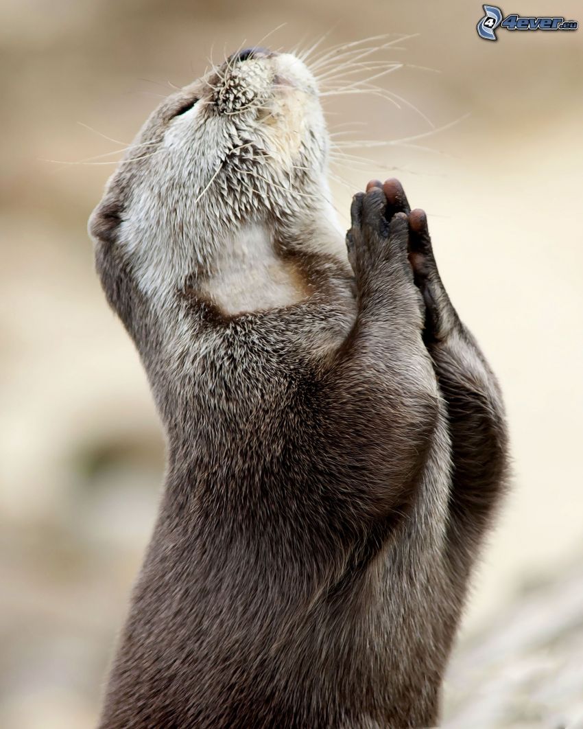wydra, modlitwa