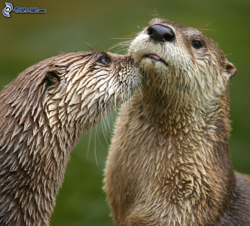 wydry, pocałunek