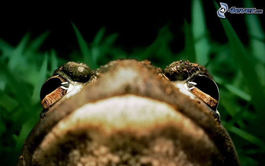 żaba, oczy