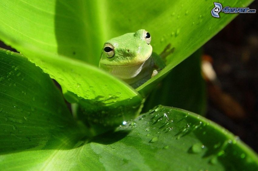 żaba, zielone liście