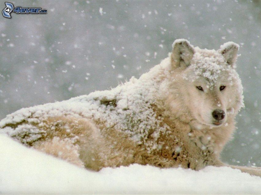zaśnieżony wilk