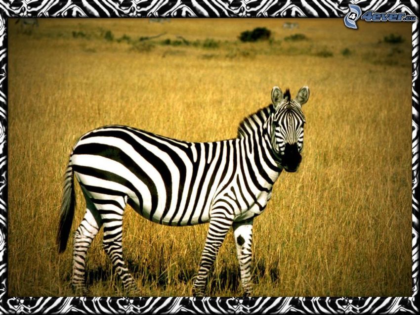zebra, sawanna
