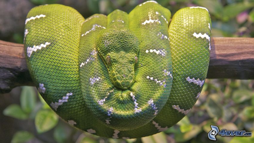 zielony wąż
