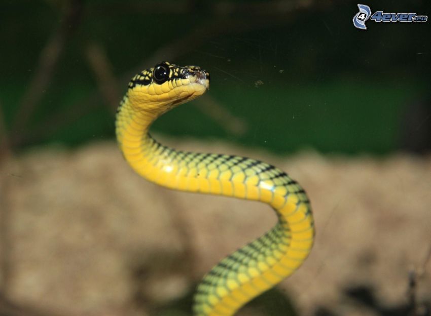 żółty wąż