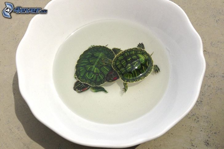 żółwie, talerz