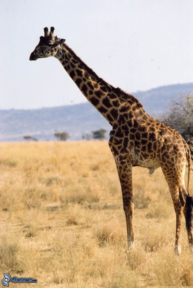 żyrafa
