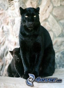 jaguar, zwierzęta, drapieżniki, przyroda