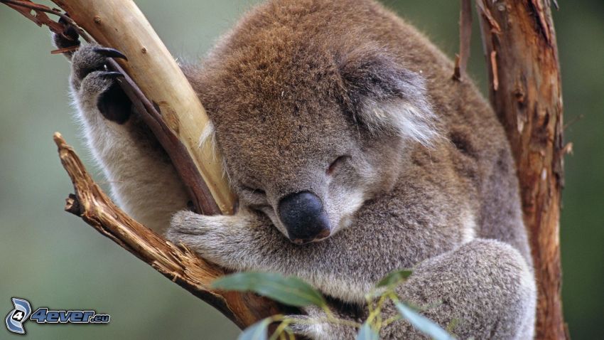 koala, spanie