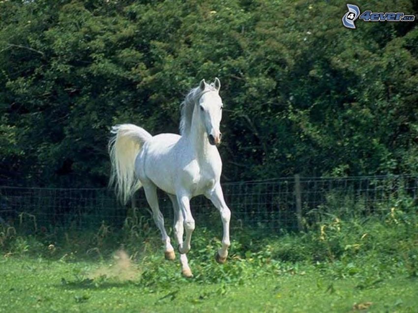 biały koń, konie w galopie, ogrodzenie, las
