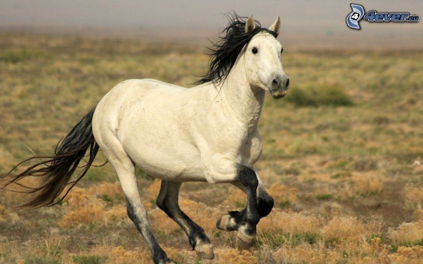biały koń, konie w galopie