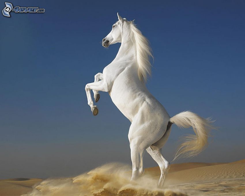 biały koń, pustynia