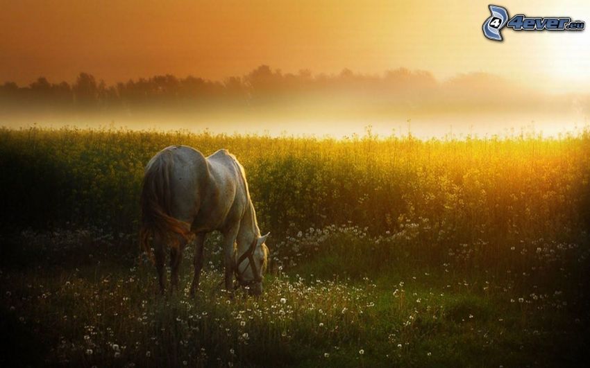 biały koń, zachód słońca nad polem