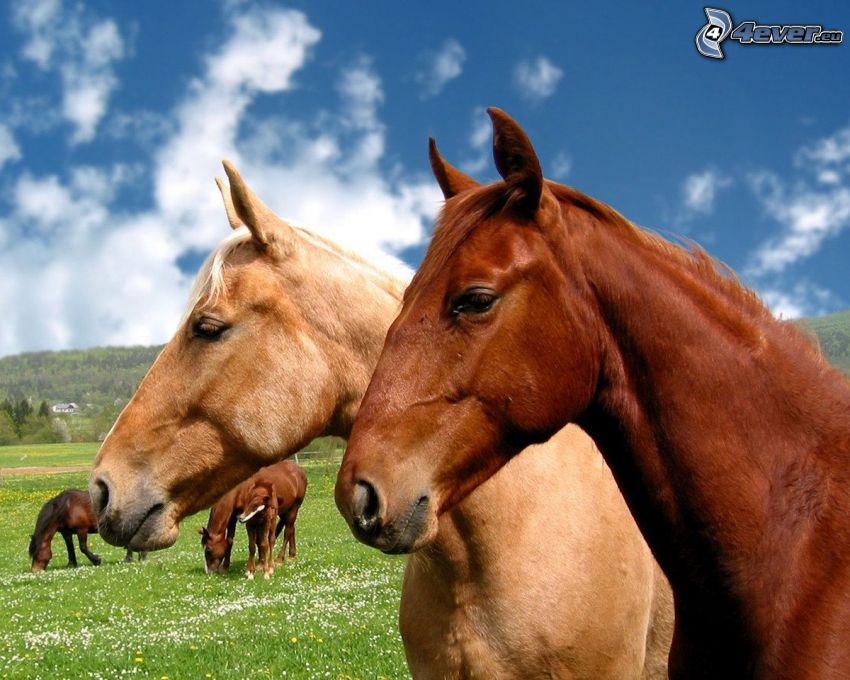brązowe konie