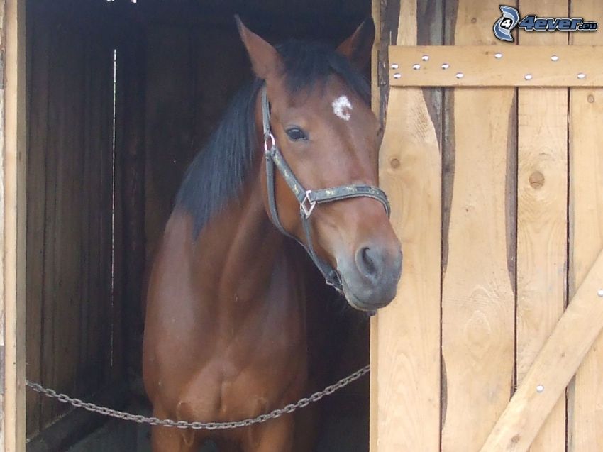 brązowy koń, drewniana brama