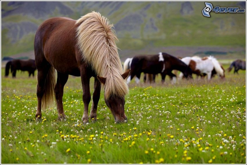 brązowy koń, konie, łąka, żółte kwiaty, białe kwiaty, trawa