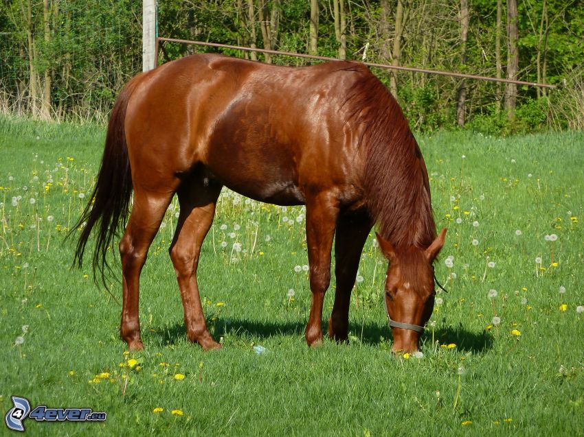 brązowy koń, łąka