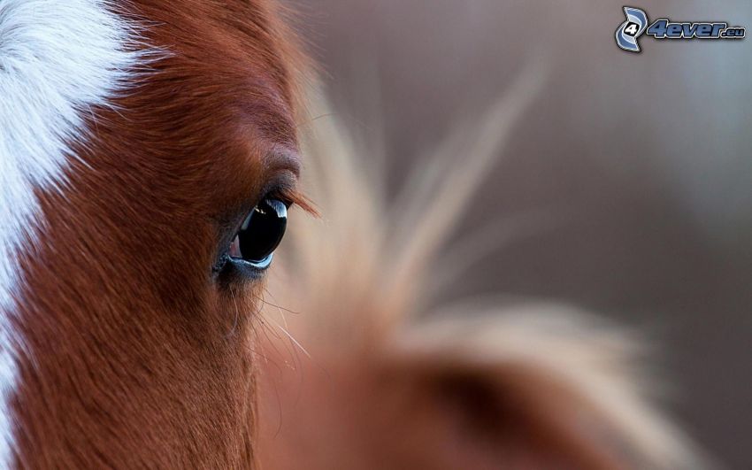 brązowy koń, oko konia