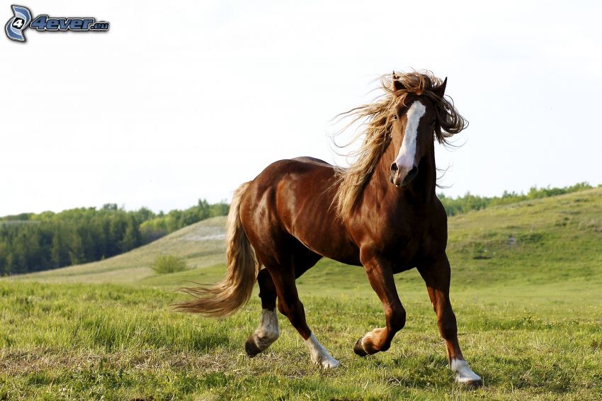 brązowy koń, trawa