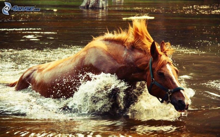 brązowy koń, woda, bieg