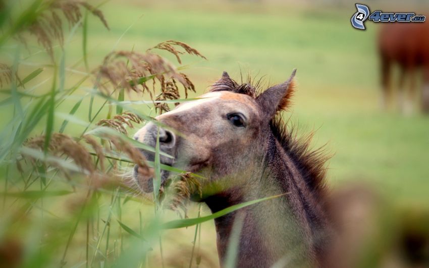 brązowy koń, źdźbła trawy