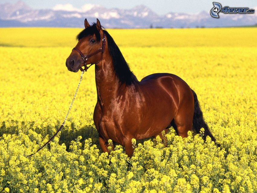 brązowy koń, żółte kwiaty, łąka, smycz, pasmo górskie