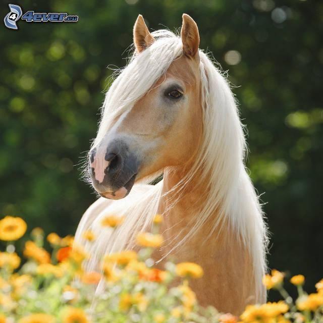 brązowy koń, żółte kwiaty