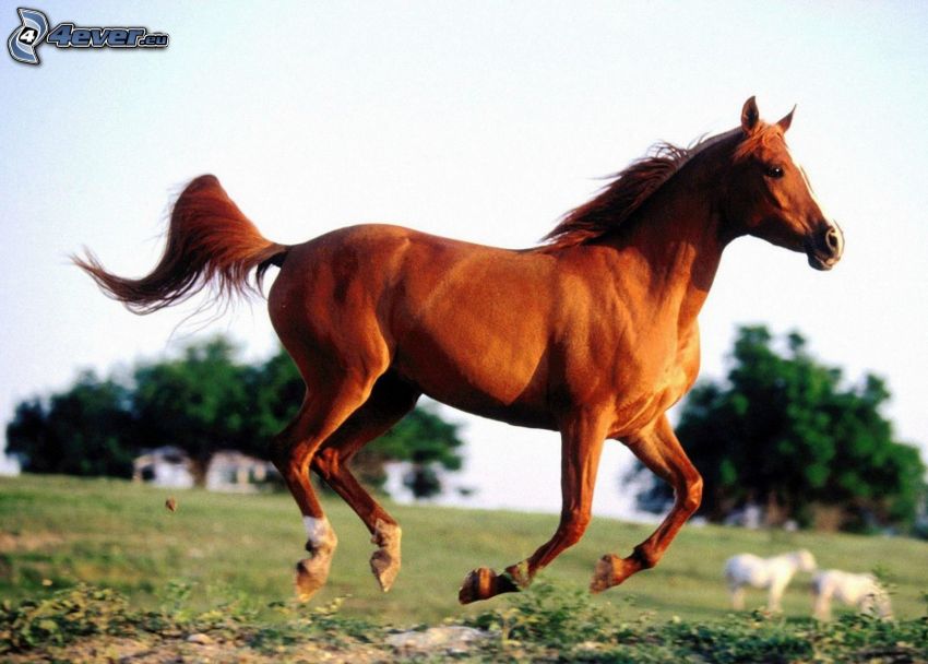 brązowy koń