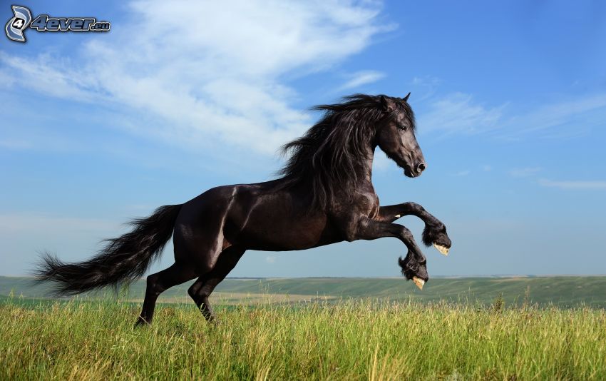 czarny koń, łąka
