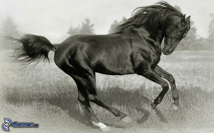 czarny koń
