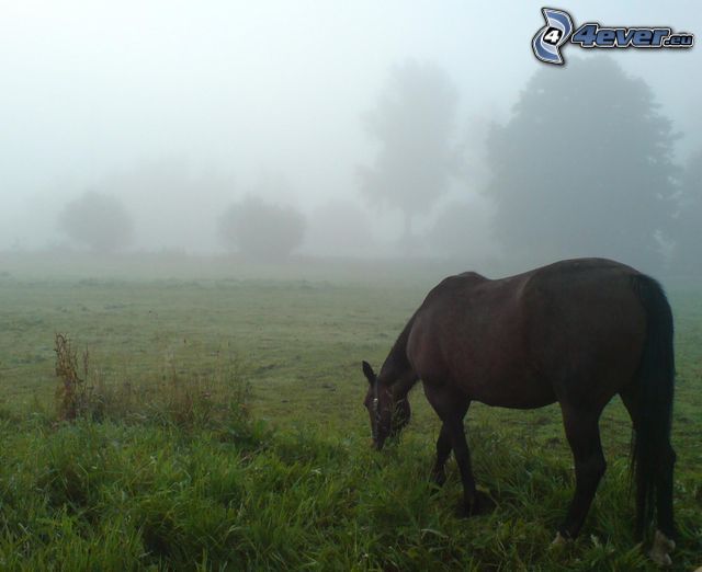 koń, łąka, mgła, drzewa