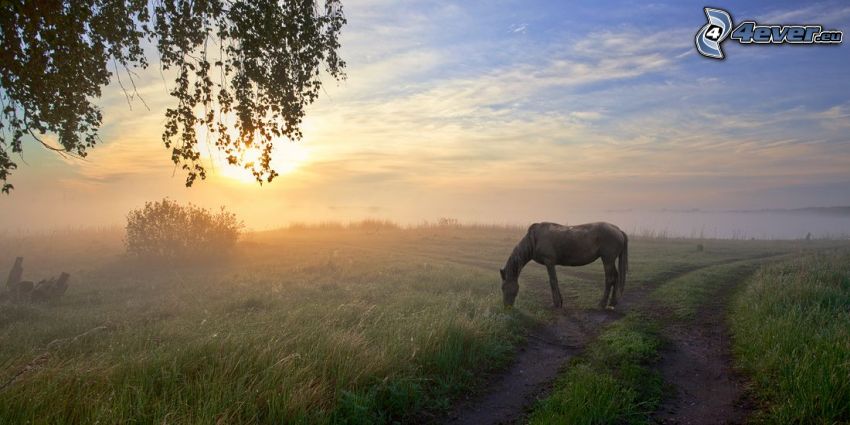 koń, polna droga, trawa, wschód słońca