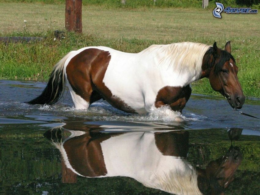 koń, woda, odbicie, trawa