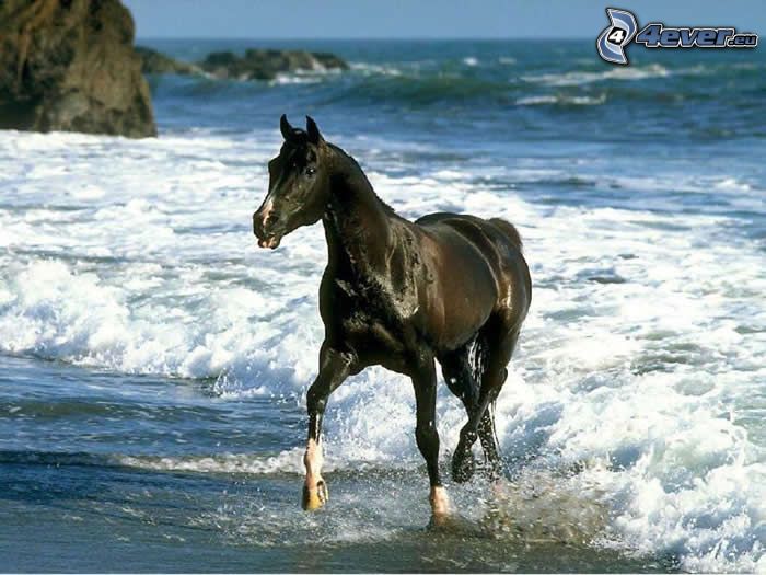 koń na plaży, czarny koń, wybrzeże, morze