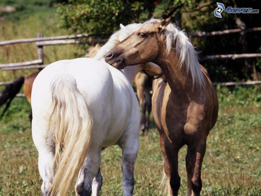 konie, biały koń, brązowy koń