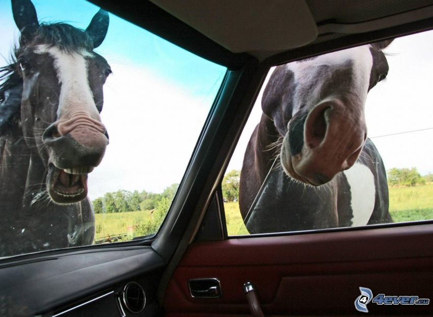 konie, samochód, okno
